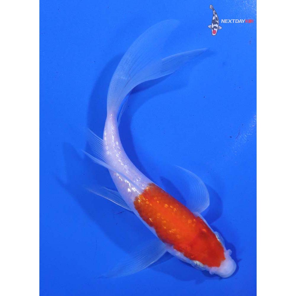 5” Imported Gin Rin Kohaku Butterfly Koi