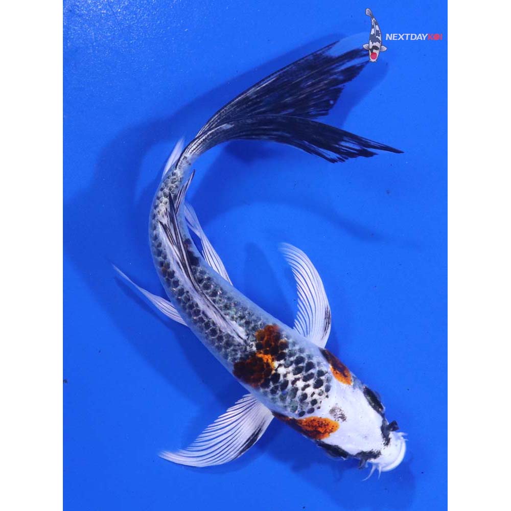 5” Imported Kujaku Butterfly Koi