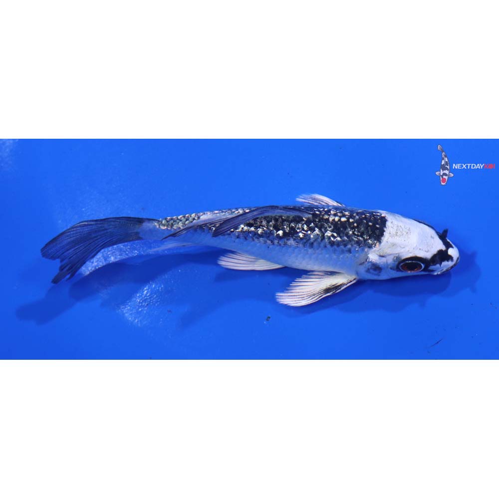 4.5” Imported Gin Rin Gin Matsuba Butterfly Koi