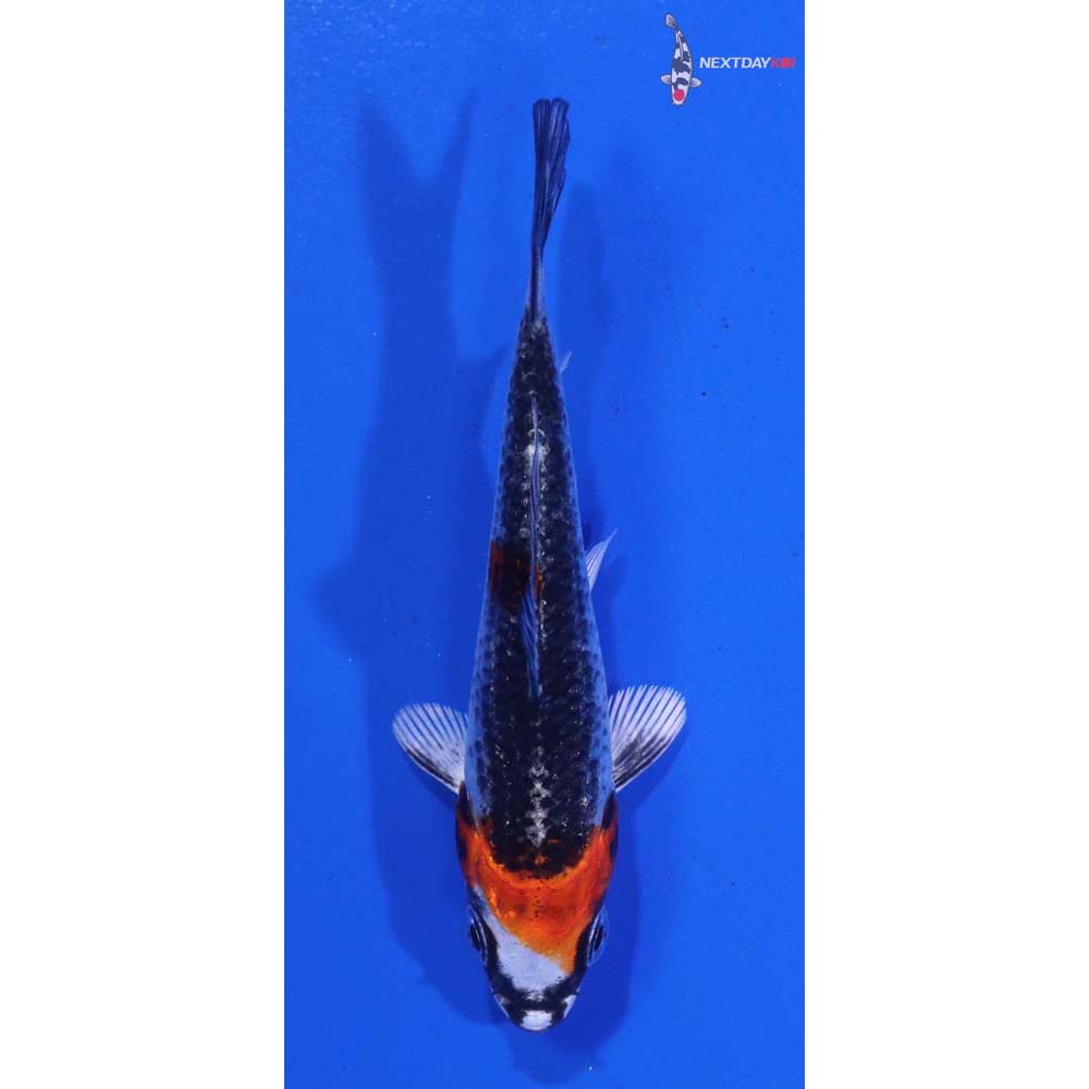 3” Imported Kujaku