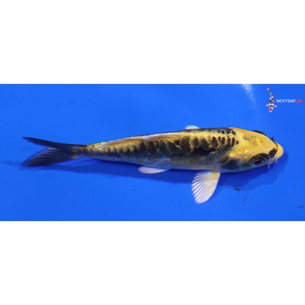 3.5” Imported Kin Kikokuryu