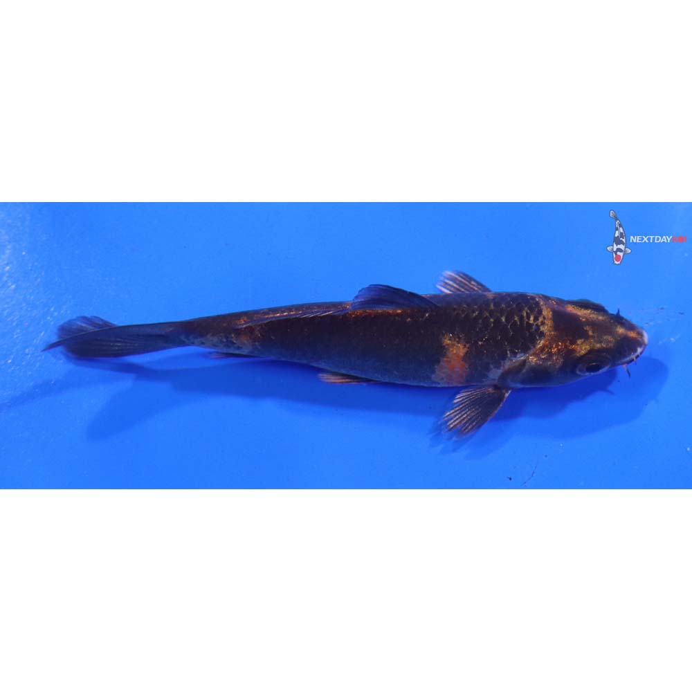 3.5” Imported Kin Hi Utsuri