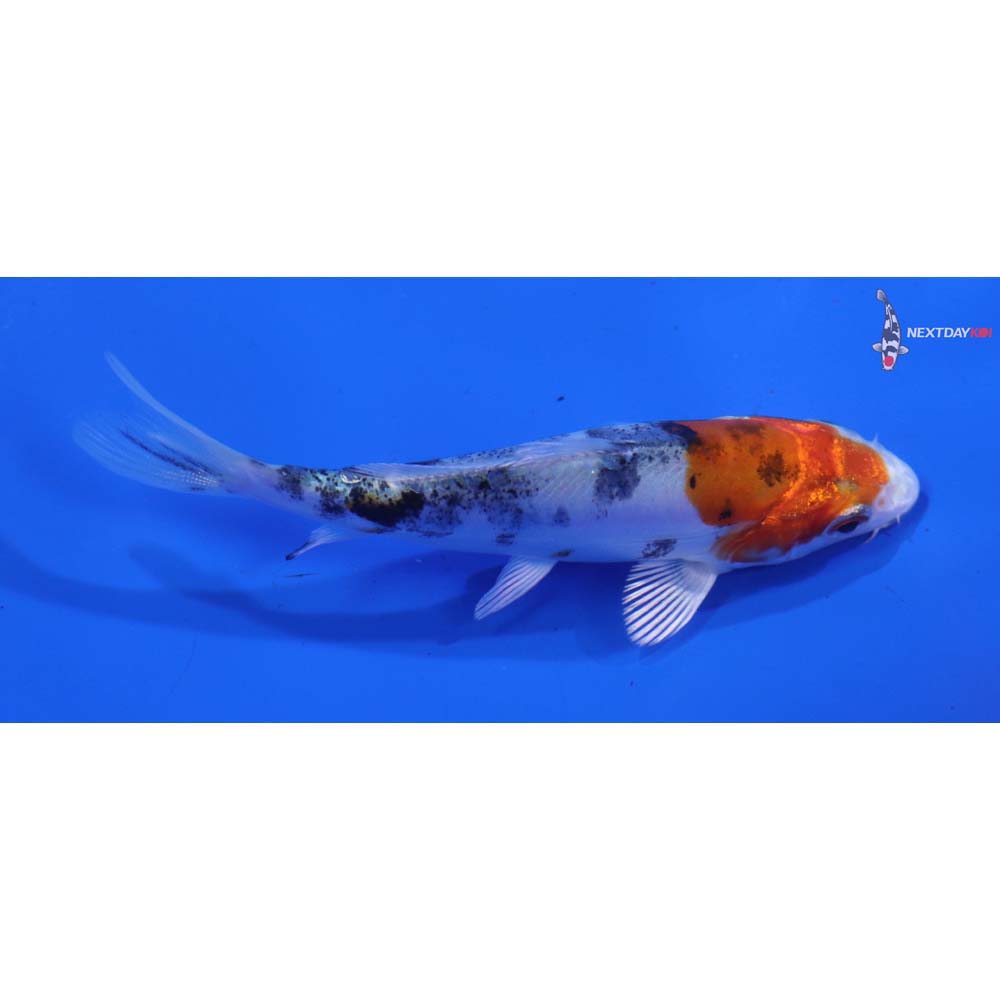 3.5” Imported Heisei Nishiki