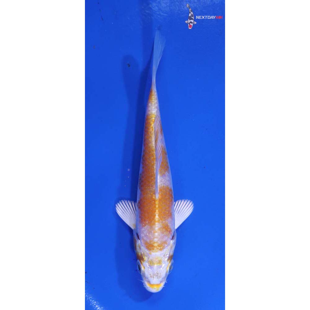 3.5” Imported Lemon Hariwake