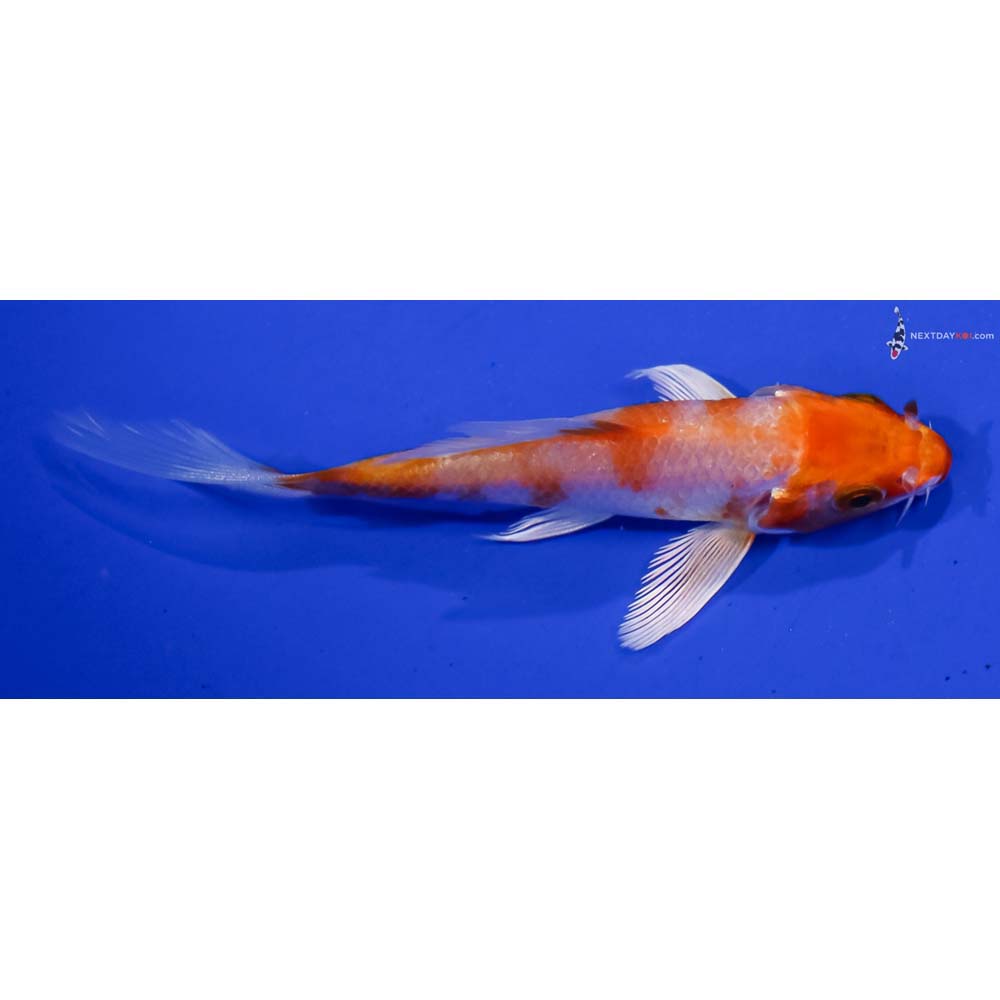 3.5” Imported Hariwake Butterfly Koi