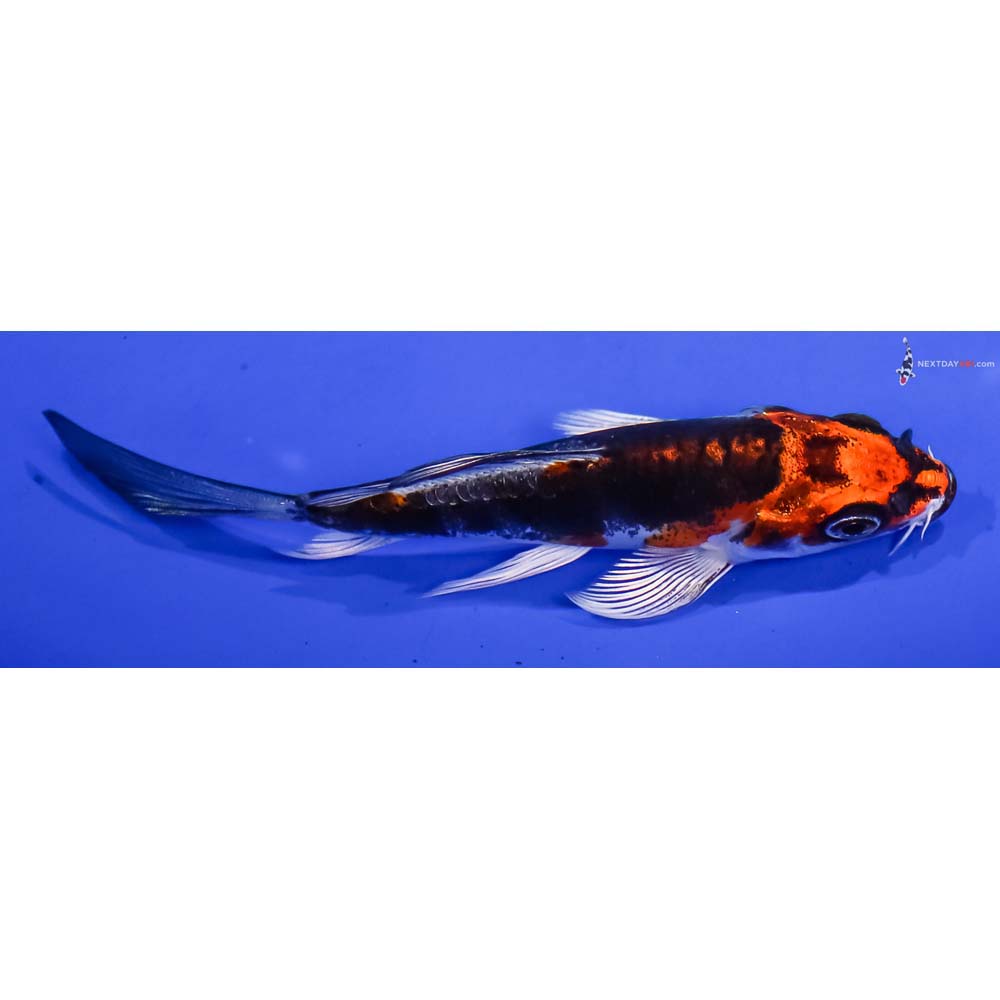 3.5” Imported Kin Kikokuryu Butterfly Koi