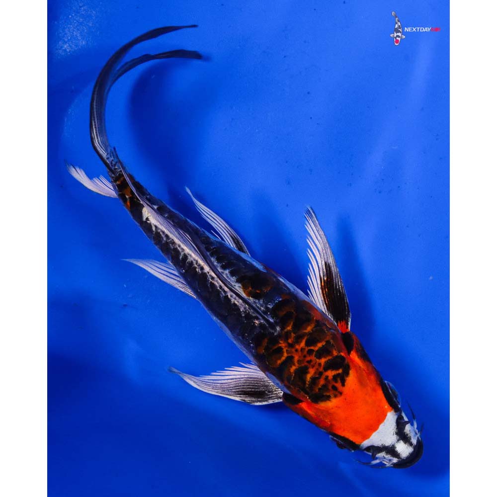 6” Imported Doitsu Kujaku Butterfly Koi