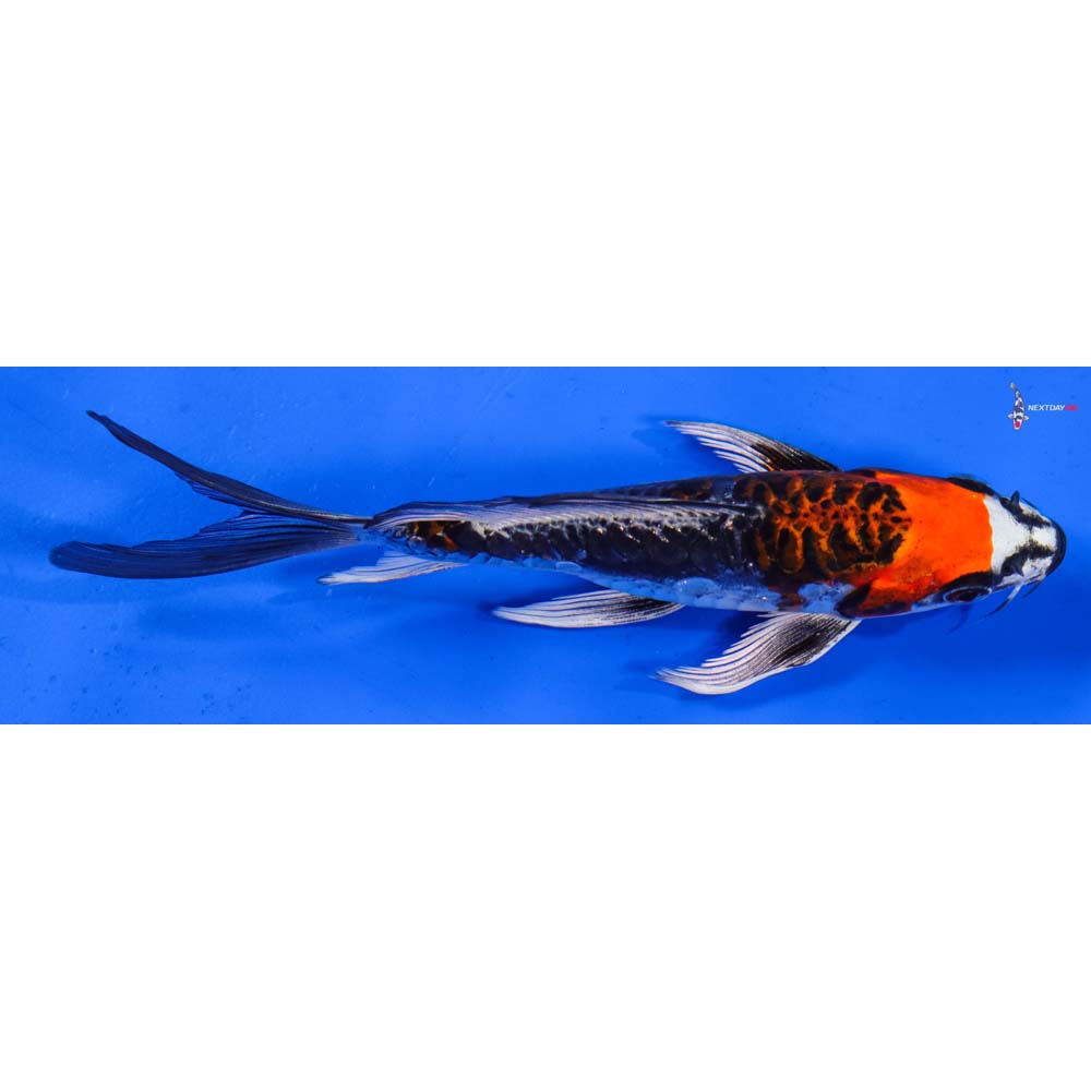 6” Imported Doitsu Kujaku Butterfly Koi