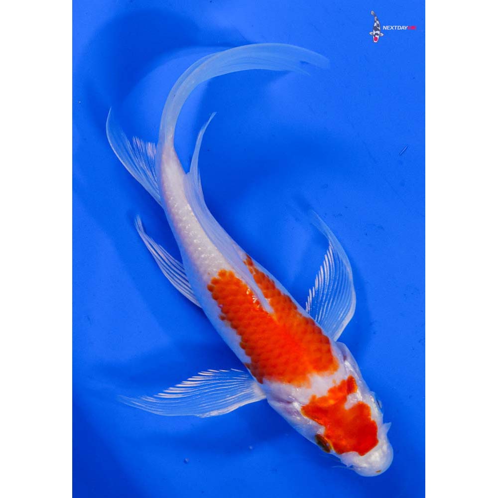 6.5” Imported Hariwake Butterfly Koi