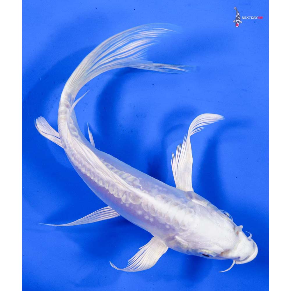 6.5” Imported Doitsu Platinum Ogon Butterfly Koi
