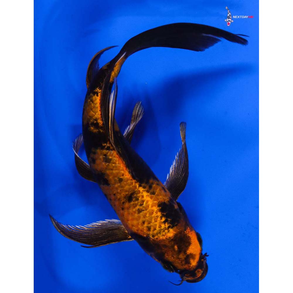 6.5” Imported Kin Hi Utsuri Butterfly Koi