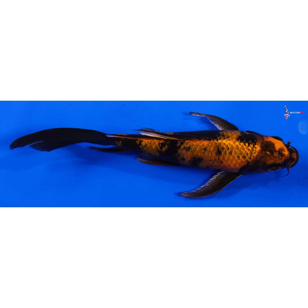 6.5” Imported Kin Hi Utsuri Butterfly Koi
