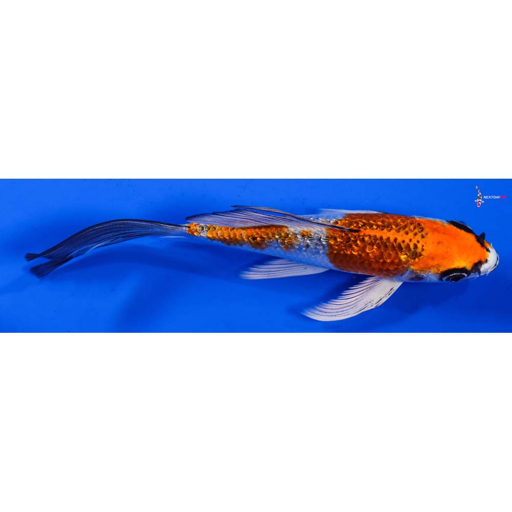6” Imported Gin Rin Kujaku Butterfly Koi