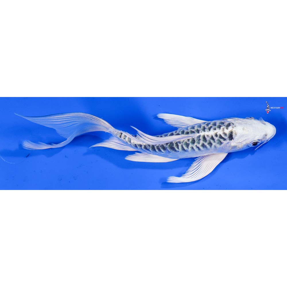 7” Imported Armor Scaled Gin Matsuba Butterfly Koi