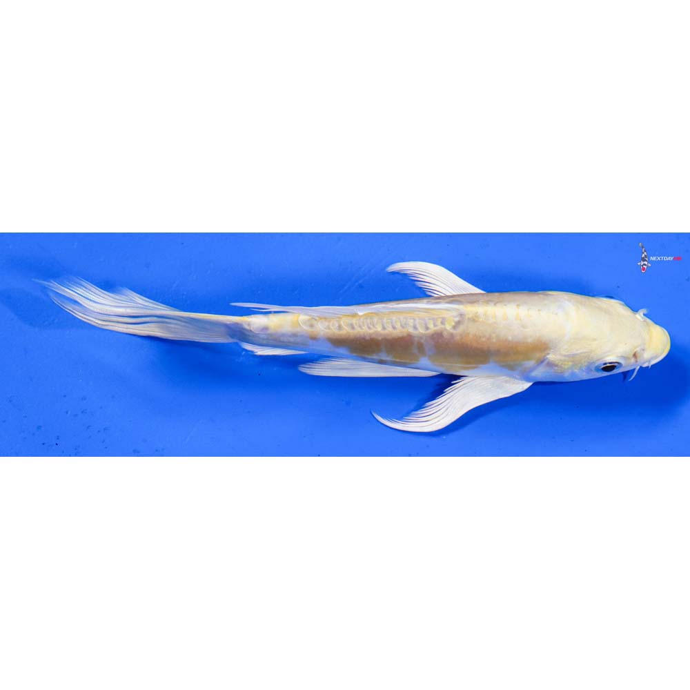 6” Imported Doitsu Lemon Hariwake Butterfly Koi