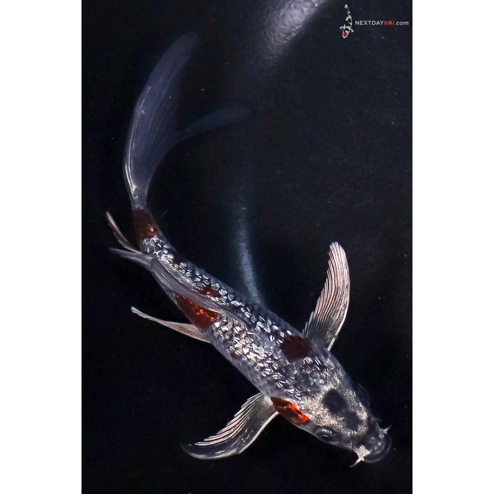 5” Imported Gin Rin Ochiba Shigure Butterfly Koi