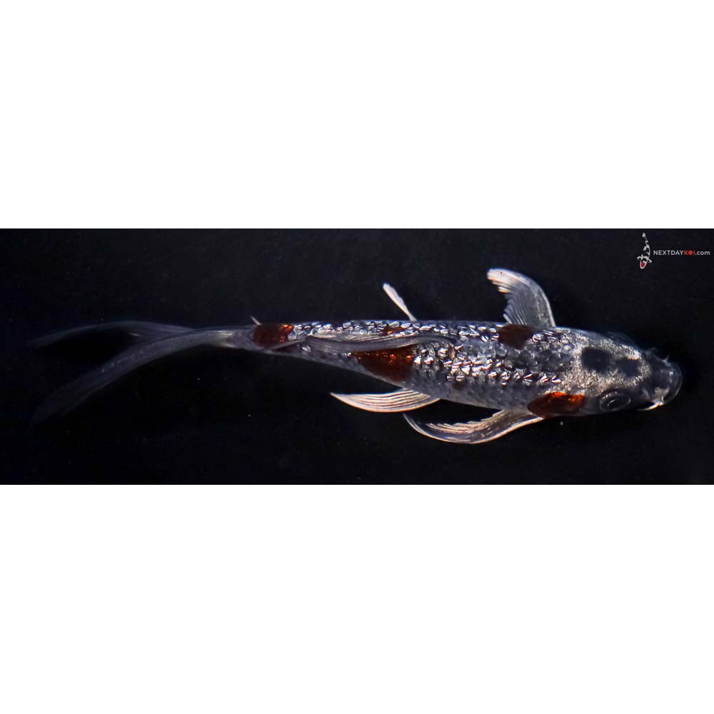 5” Imported Gin Rin Ochiba Shigure Butterfly Koi