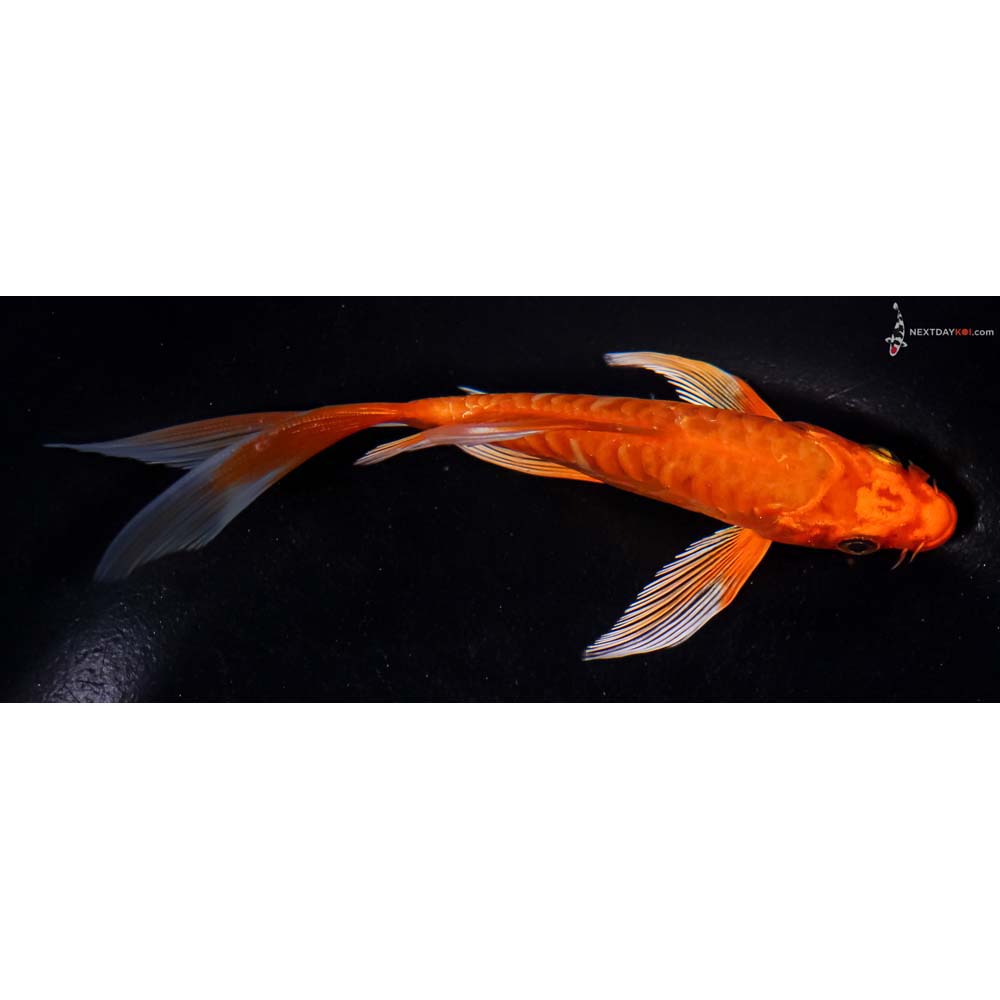 5.5” Imported Armor Scaled Orenji Ogon Butterfly Koi