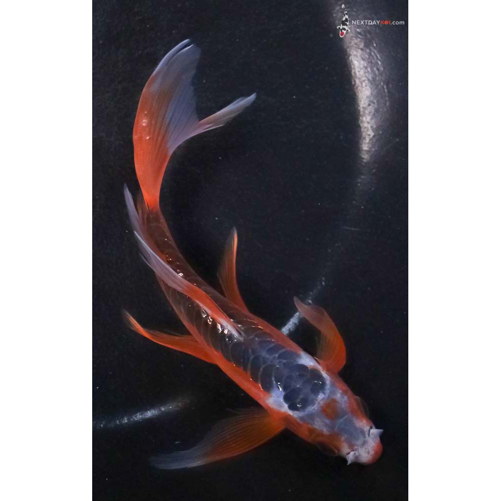 5.5” Imported Shusui Butterfly Koi