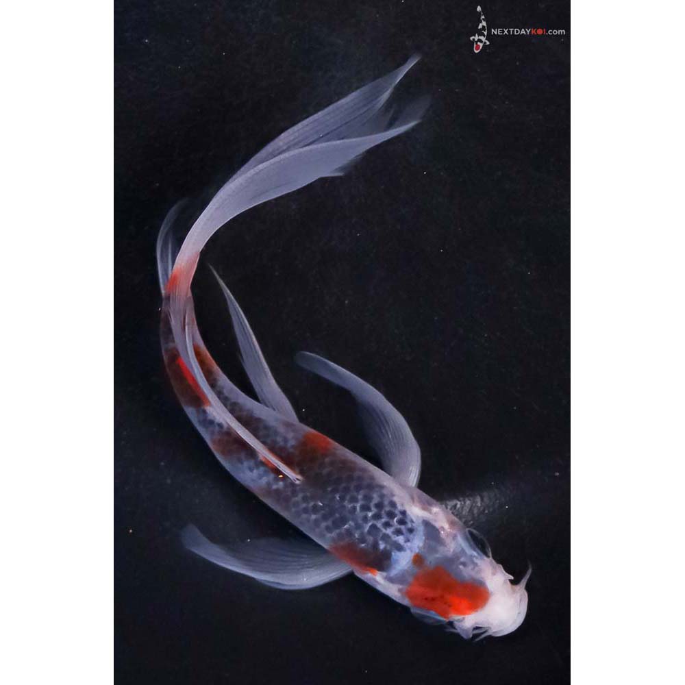 5.5” Imported Asagi Butterfly Koi