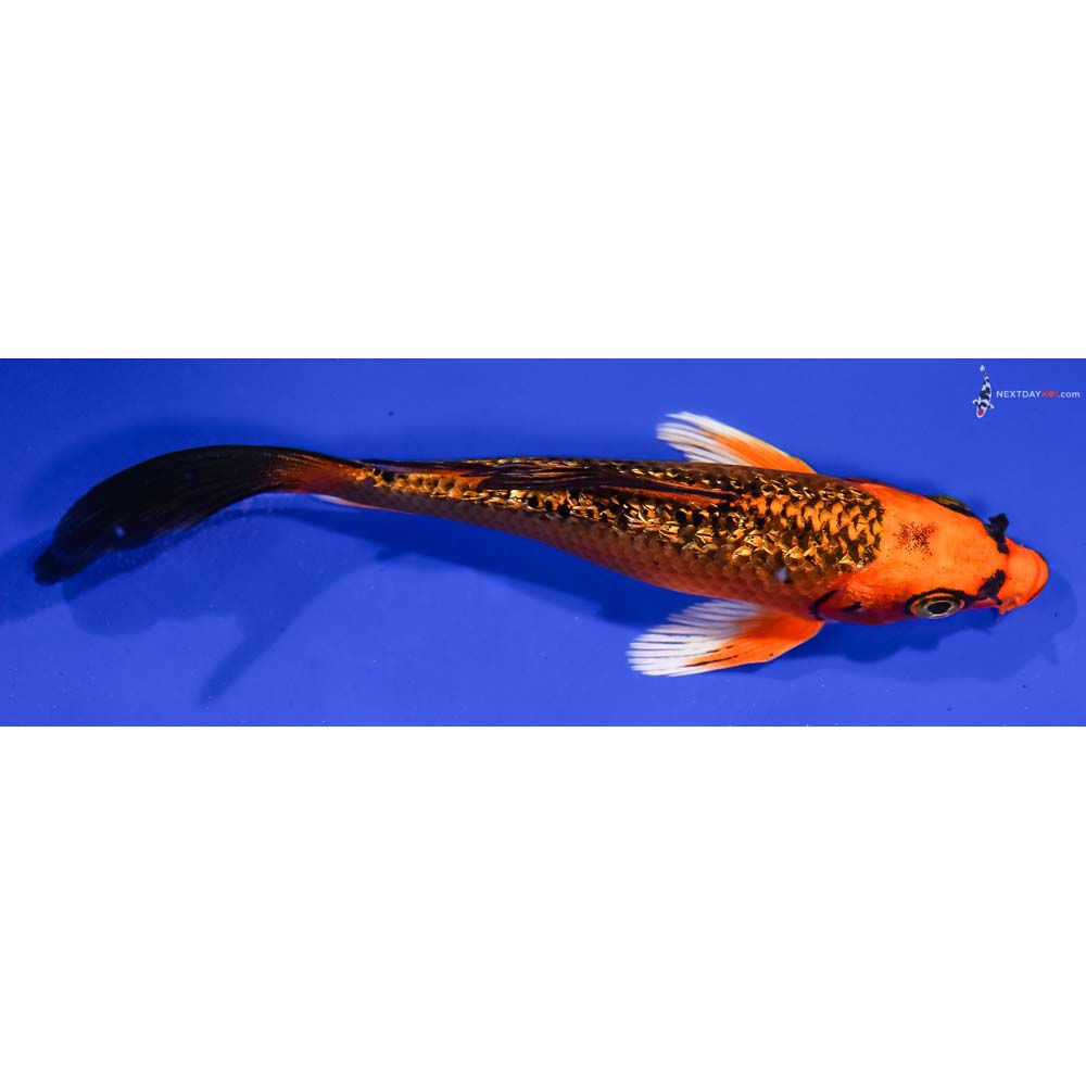 5” Imported Gin Rin Orenji Matsuba Butterfly Koi