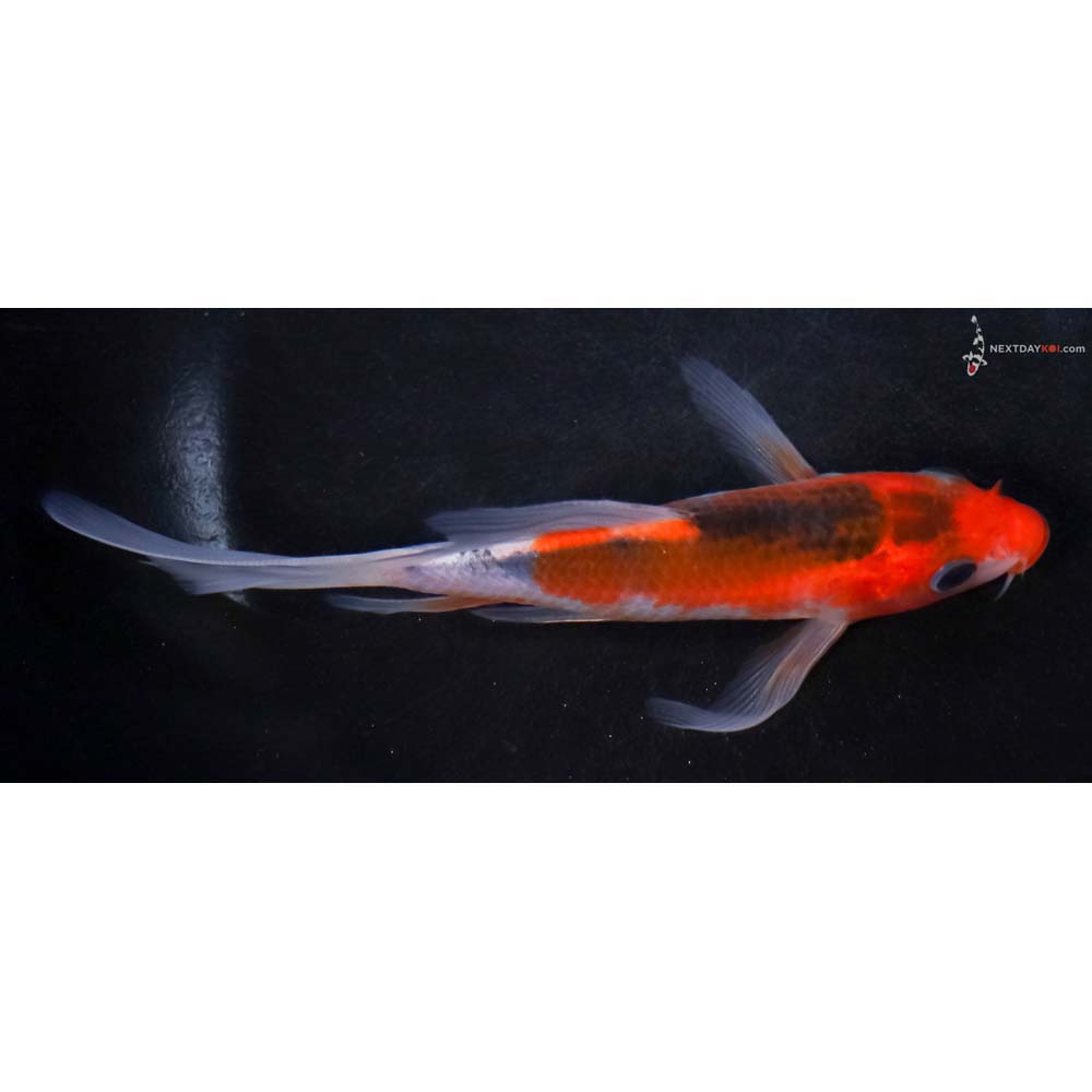 5.5” Imported Goshiki Butterfly Koi