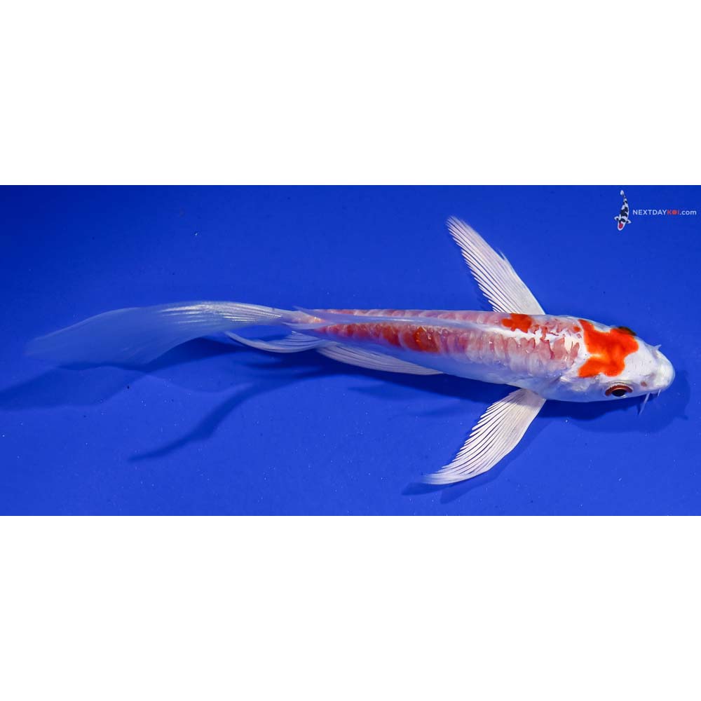 5.5” Imported Kikusui Butterfly Koi