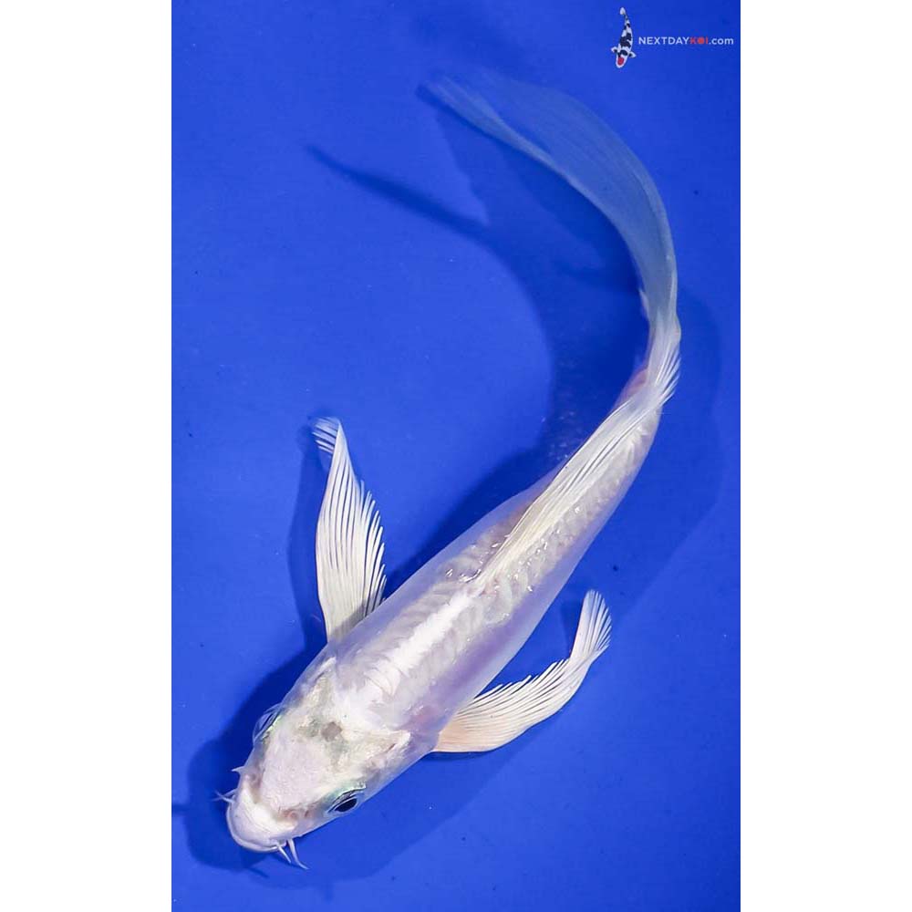 5.5” Imported Doitsu Platinum Ogon Butterfly Koi