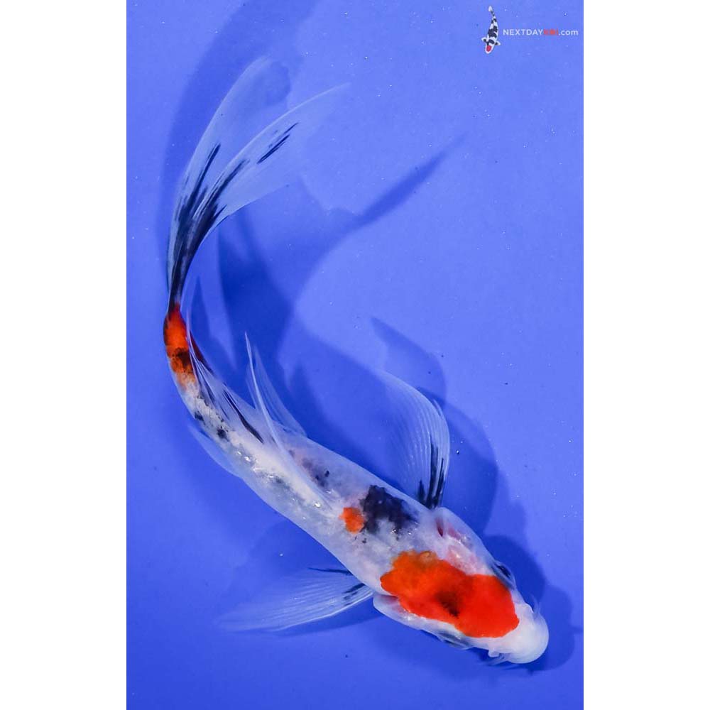 5.5” Imported Sanke Butterfly Koi