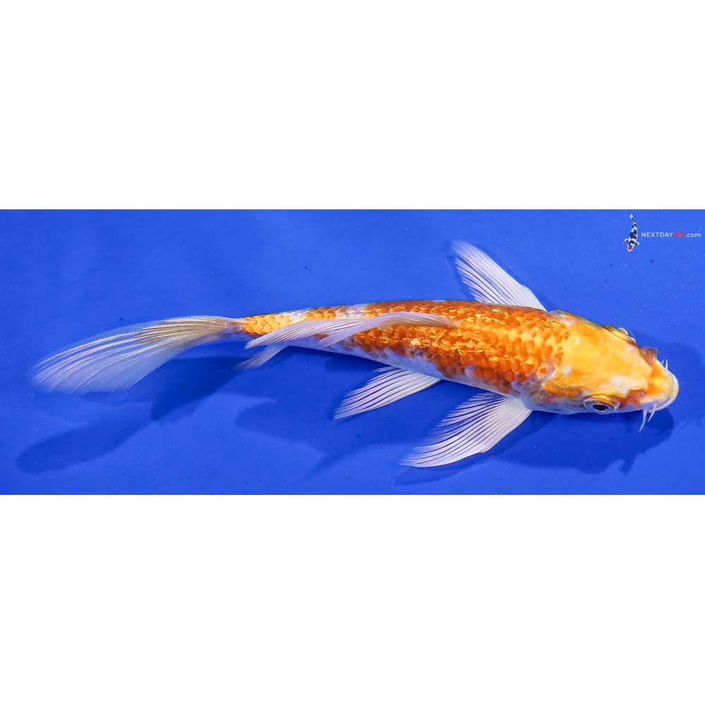 5.5” Imported Gin Rin Lemon Hariwake Butterfly Koi