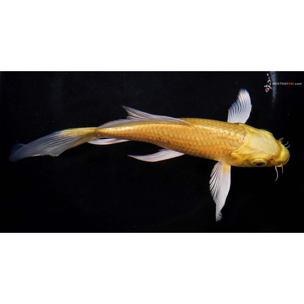 6” Imported Yamabuki Ogon Butterfly Koi
