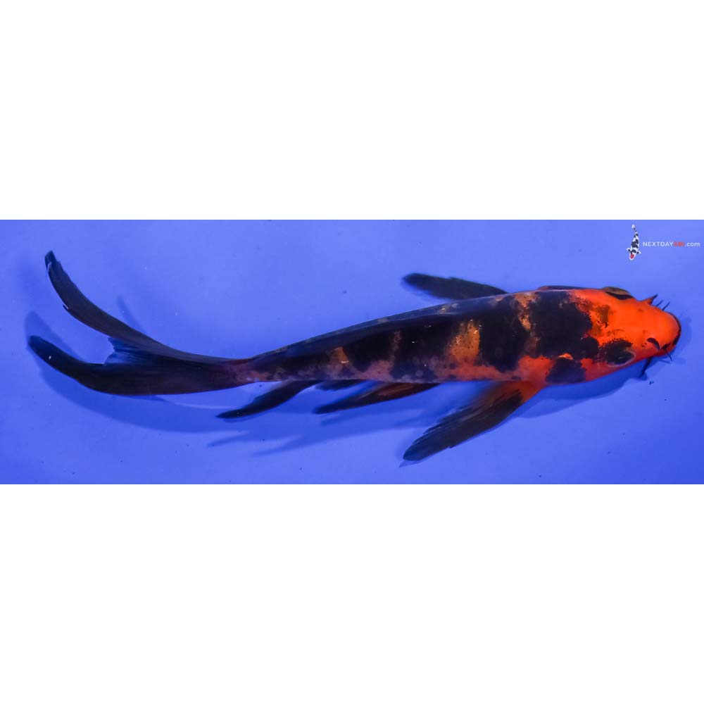 5” Imported Aka Bekko Butterfly Koi