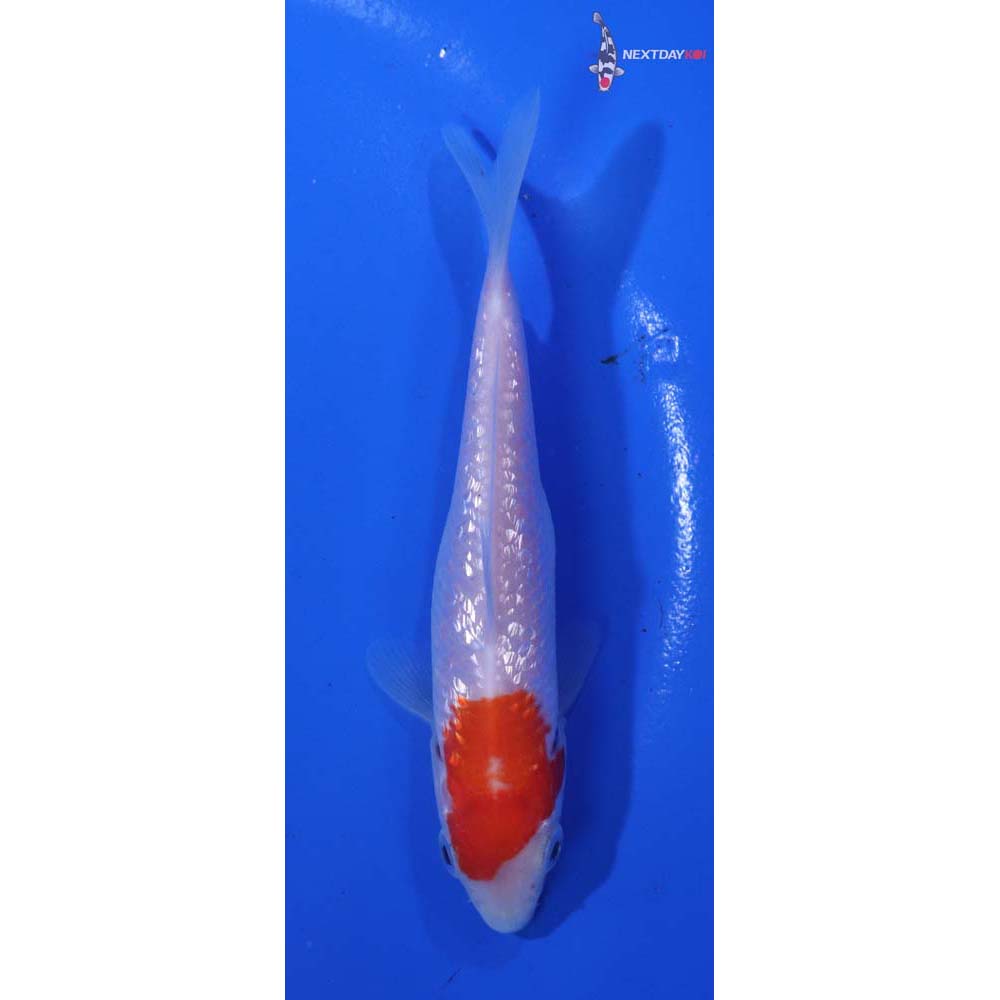 4” Imported Gin Rin Kohaku