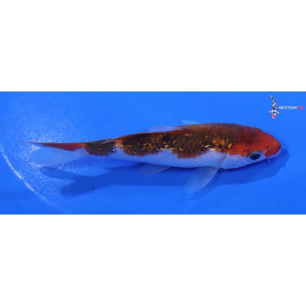 4.5” Imported Gin Rin Goromo