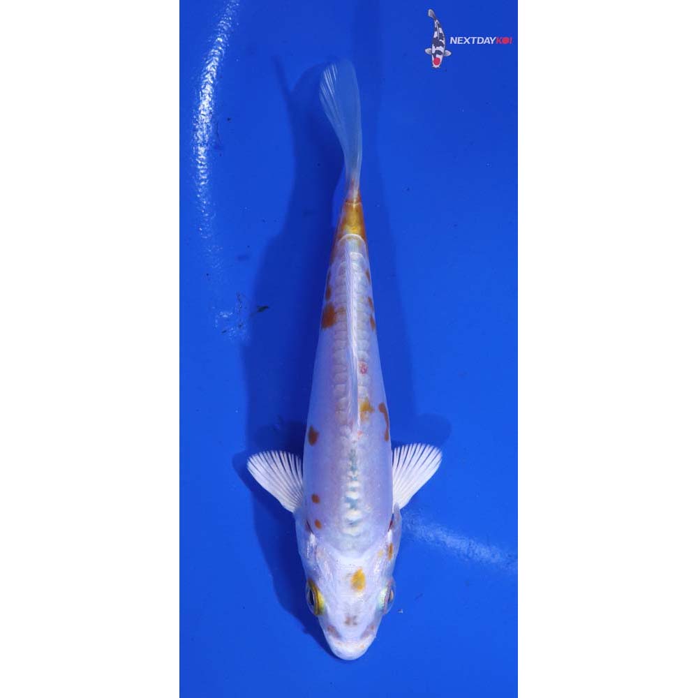 4” Imported Kikusui