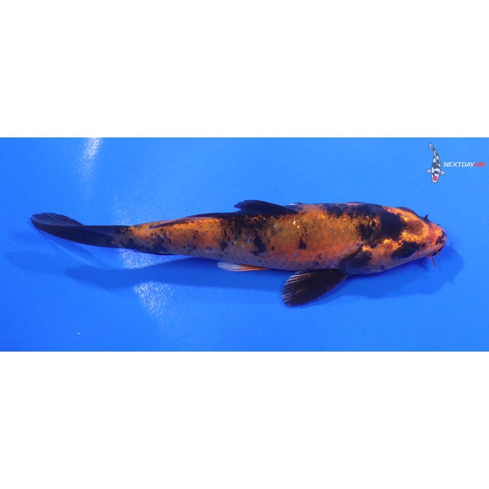 4.5” Imported Kin Hi Utsuri