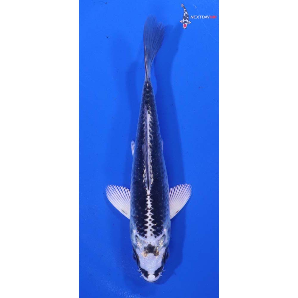 4.5” Imported Gin Matsuba