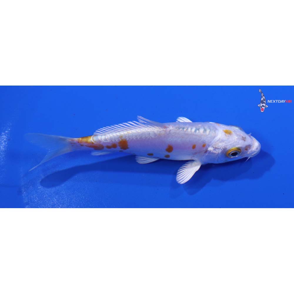 4” Imported Kikusui