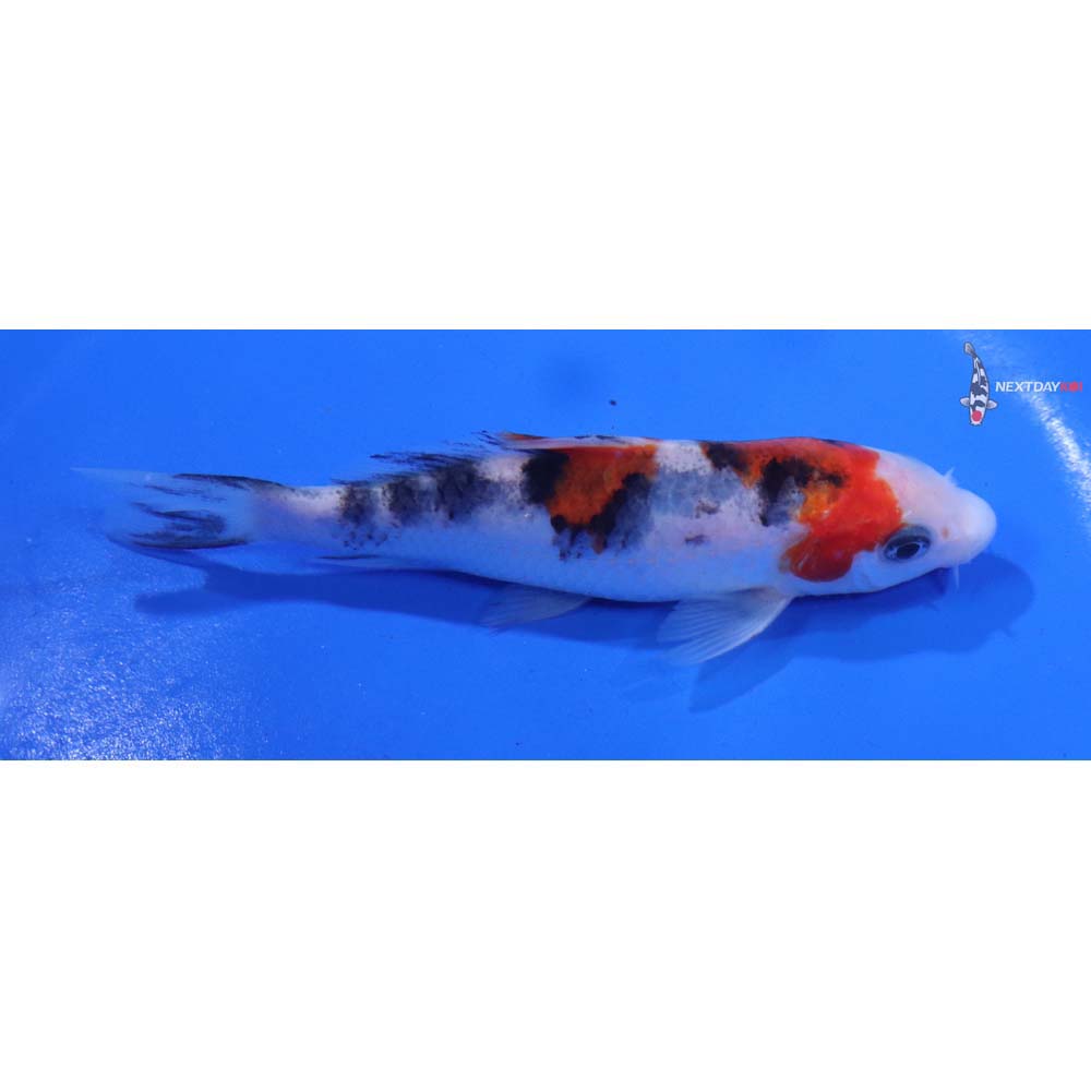 4.5” Imported Sanke