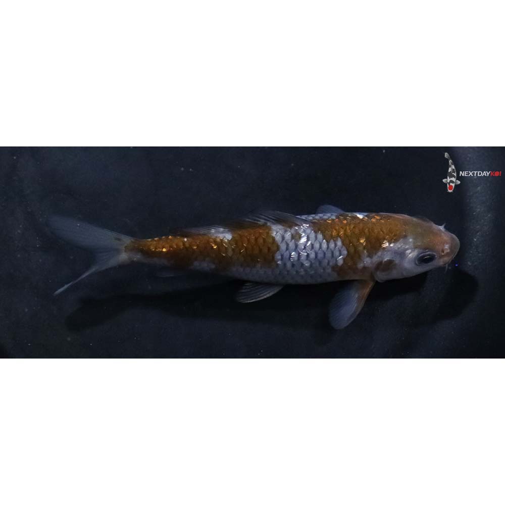 4.5” Imported Gin Rin Ochiba Shigure