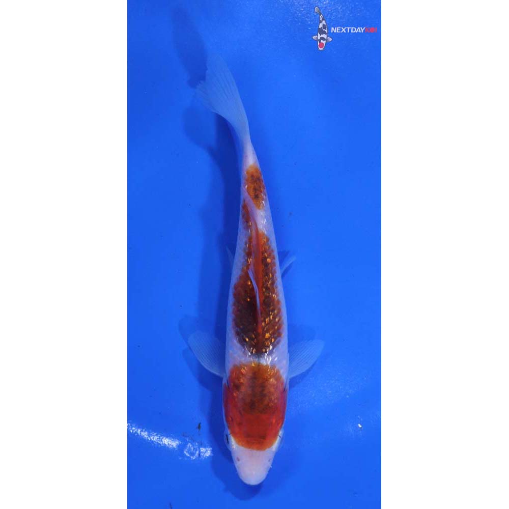 5” Imported Goromo