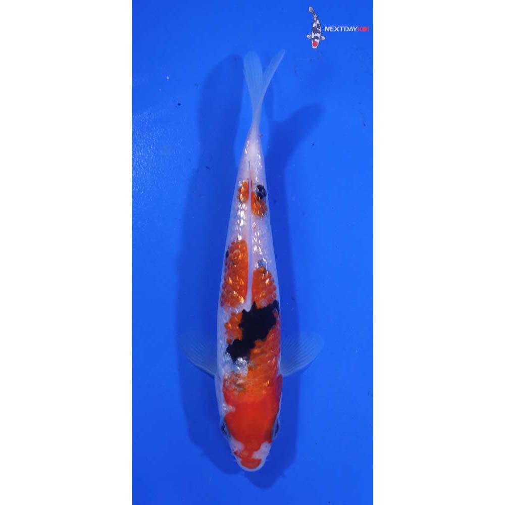 5” Imported Gin Rin Sanke