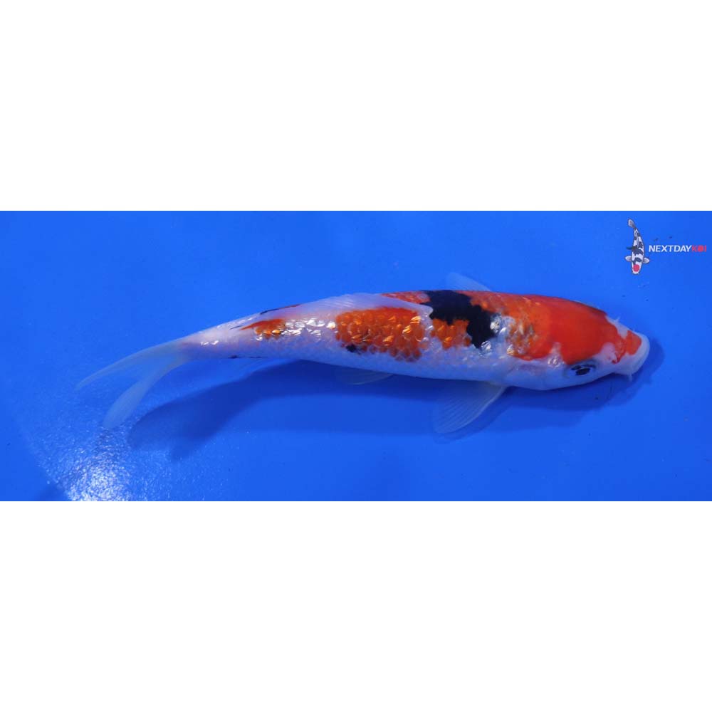 5” Imported Gin Rin Sanke