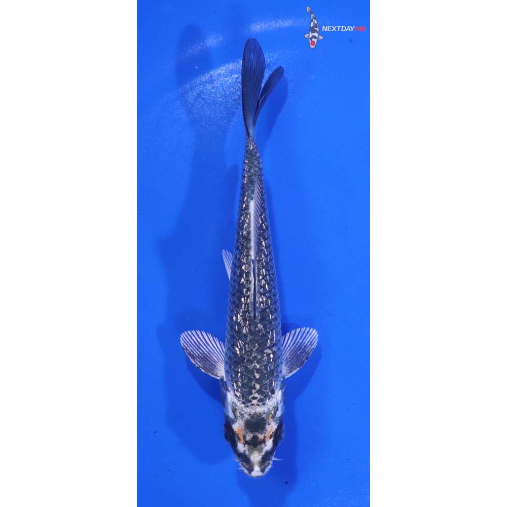 5” Imported Gin Rin Kujaku