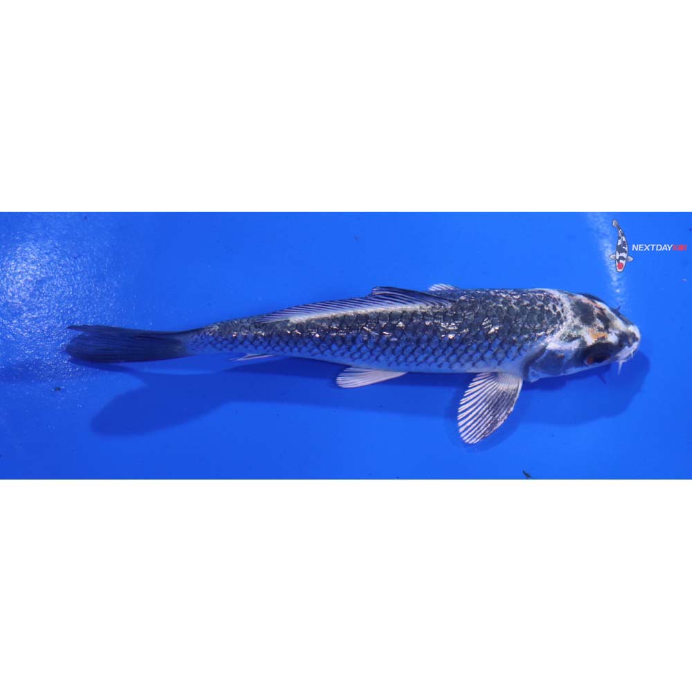 5” Imported Gin Rin Kujaku