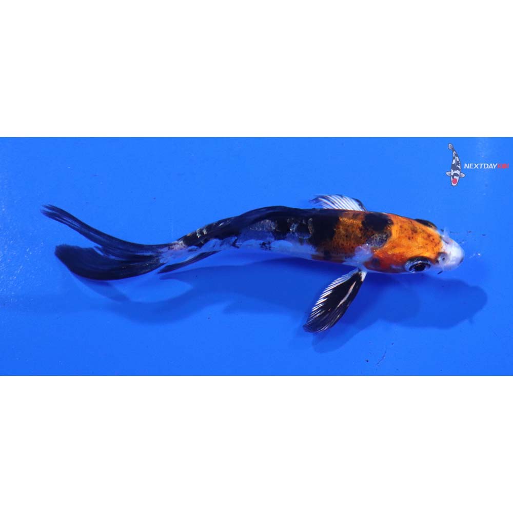 3.5” Imported Heisei Nishiki Butterfly Koi