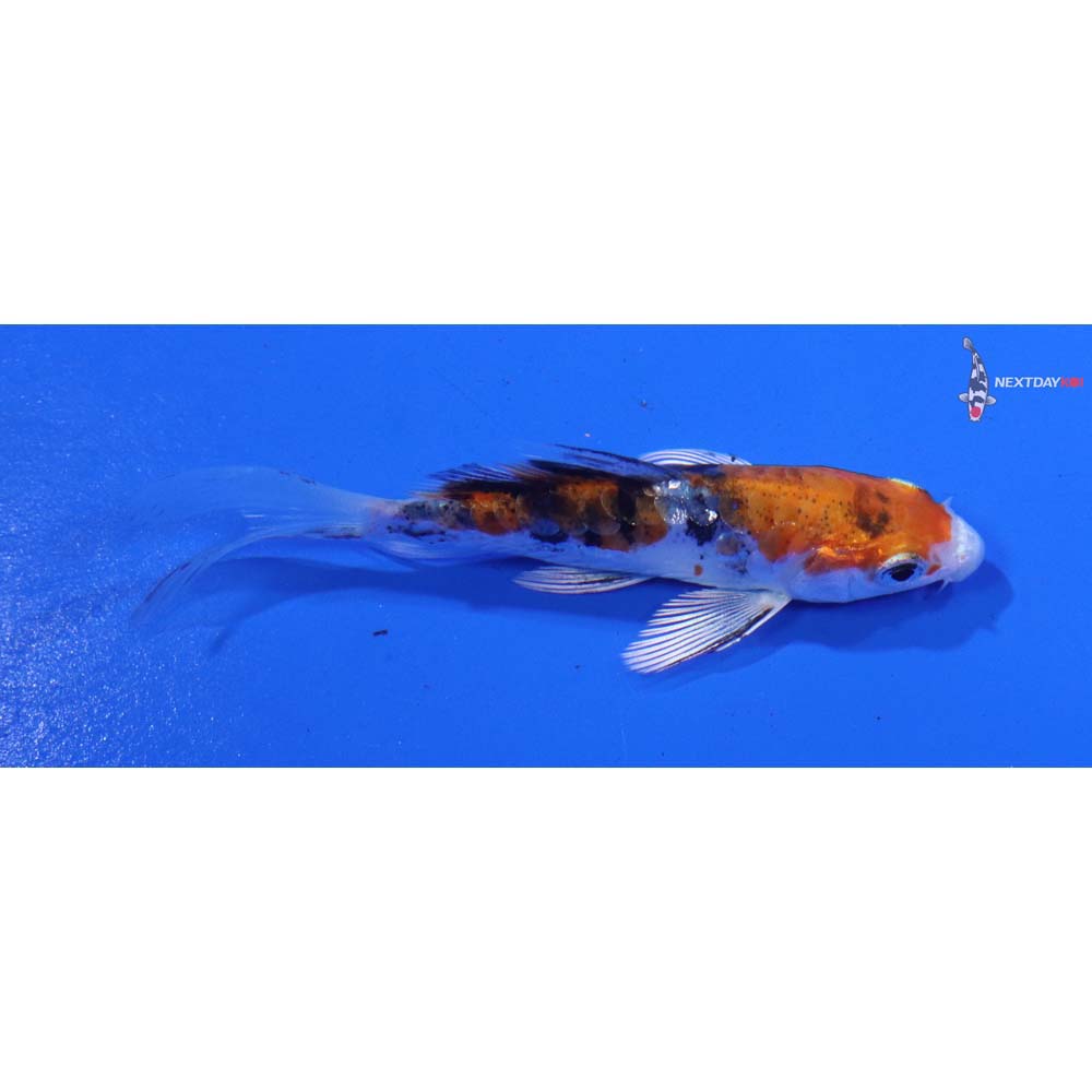 3.5” Imported Heisei Nishiki Butterfly Koi