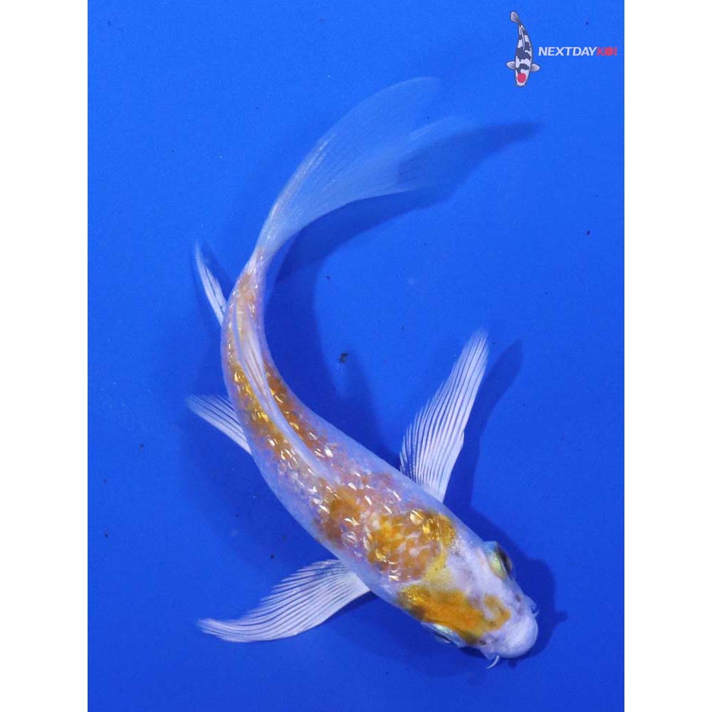 3.5” Imported Gin Rin Lemon Hariwake Butterfly Koi