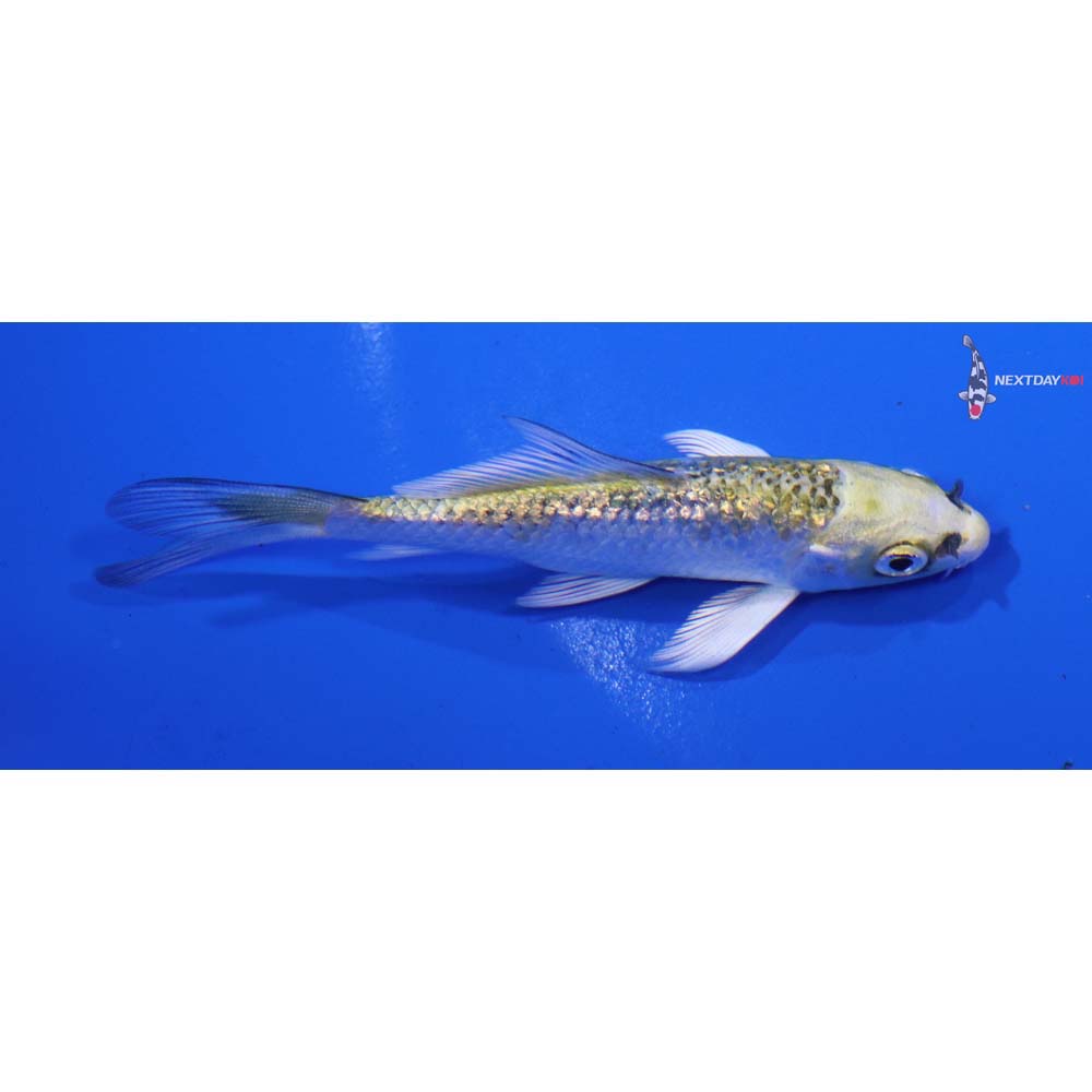 3.5” Imported Gin Rin Kujaku Butterfly Koi