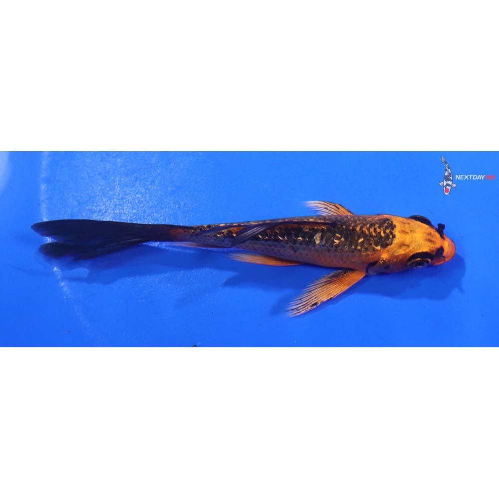 4” Imported Gin Rin Orenji Matsuba Butterfly Koi